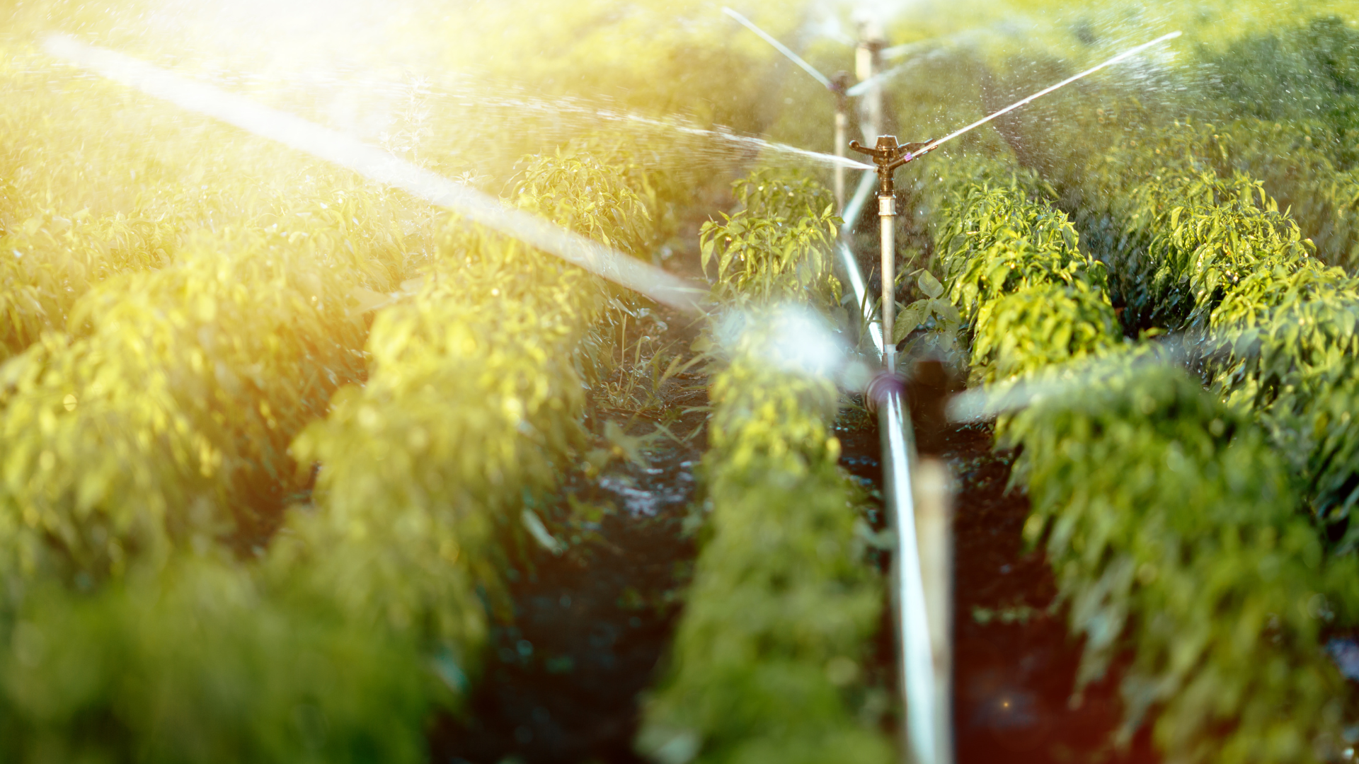 Global environmental change and sustainability research spanning climate, ecosystems, and society